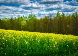 Gdzie na wycieczkę z przedszkolakami Podkarpacie?
