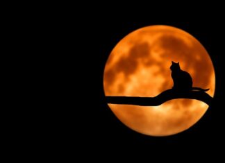 Dlaczego Luna tak spadła?