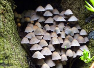 Jaka herbata przyspiesza metabolizm?