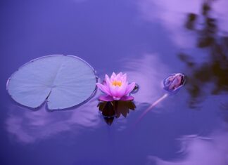 Czego brakuje w organizmie gdy bolą stawy?