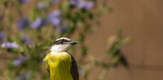 Czy kisiel jest zdrowy na stawy?