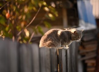 Jak blisko sąsiada można postawić wiatę?
