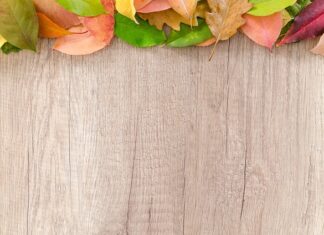 Co można postawić na granicy działki?