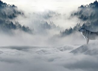 Jak rozmnożyć wilka w Minecraft?