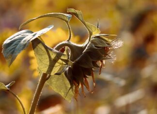 Ile wytrzymuje girlanda balonowa?