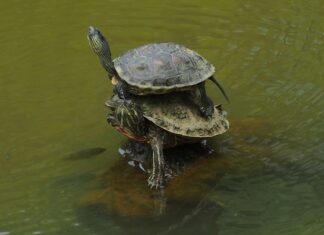 Czym najlepiej nakładać fugę?