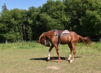 Jak zamontować girlandy na balkonie?