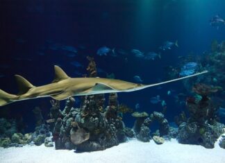 Dlaczego piła spalinowa gaśnie na wolnych obrotach?