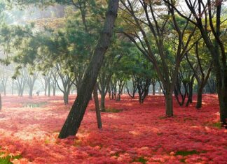 Jak zrobić synchronizację gaźników?