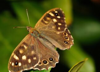 Jak przywołać osadnika w minecraft?